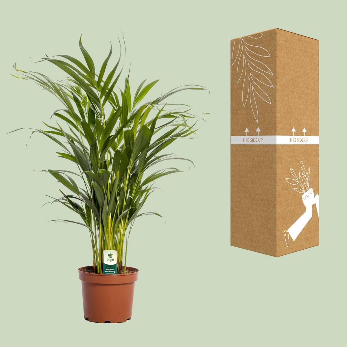 Dypsis lutescens (goudpalm) – Ø17 cm, 65 cm hoog