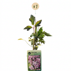 Clematis montana 'Mayleen' (Waldrebe) – hellrosa – Ø9 cm, 35 cm hoch