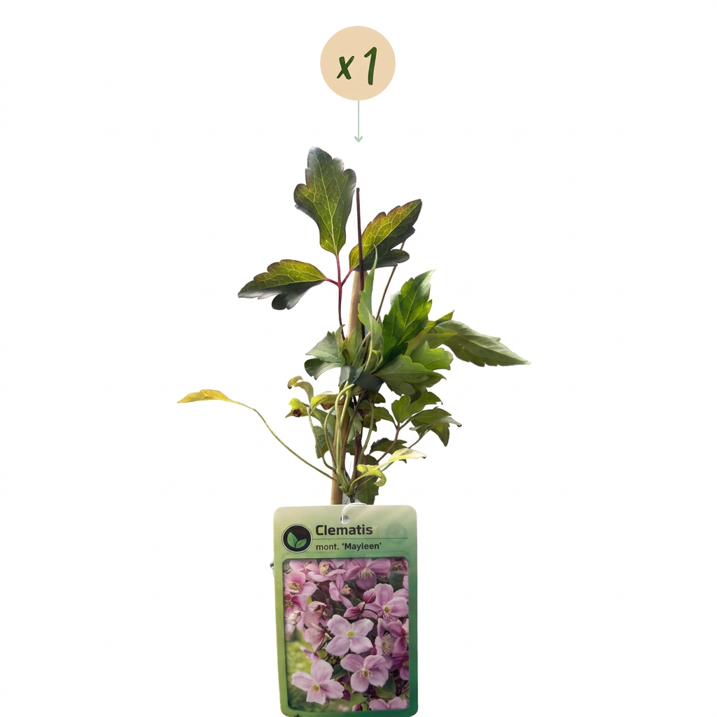 Clematis montana 'Mayleen' (Waldrebe) – hellrosa – Ø9 cm, 35 cm hoch – Bild 2