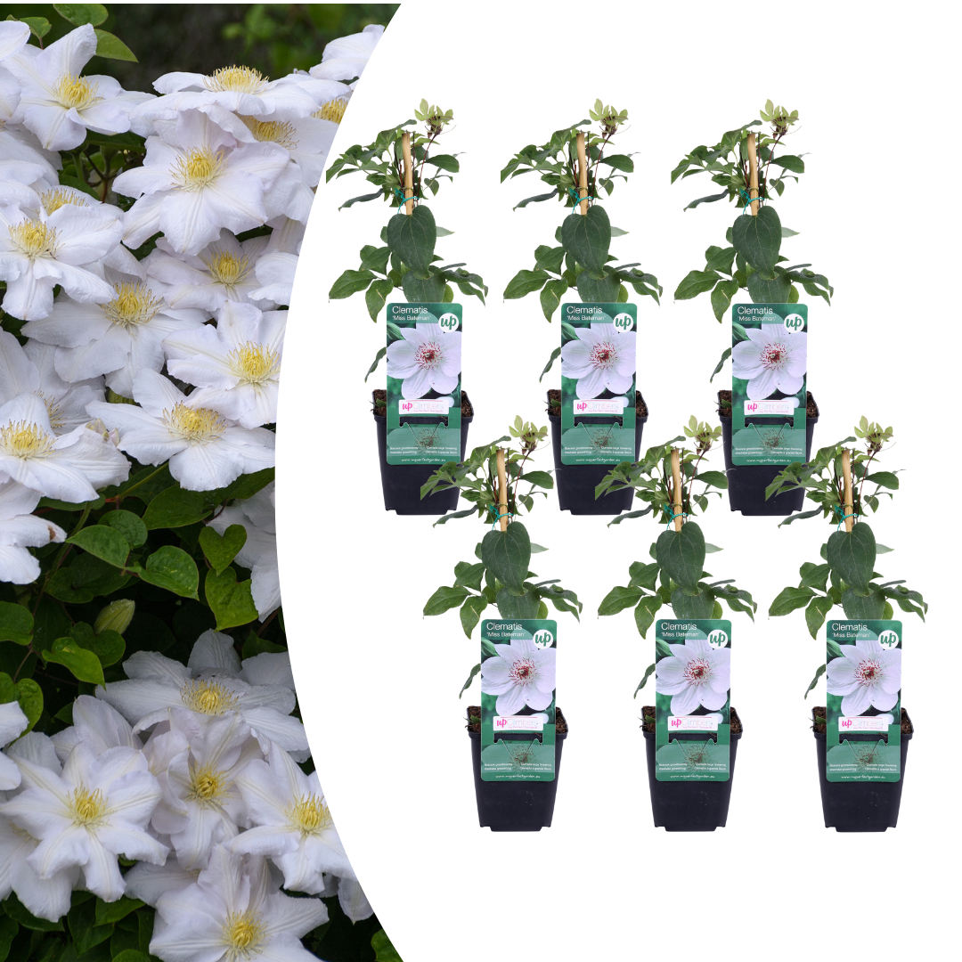 Clematis 'Miss Bateman' (bosrank) – 6 planten