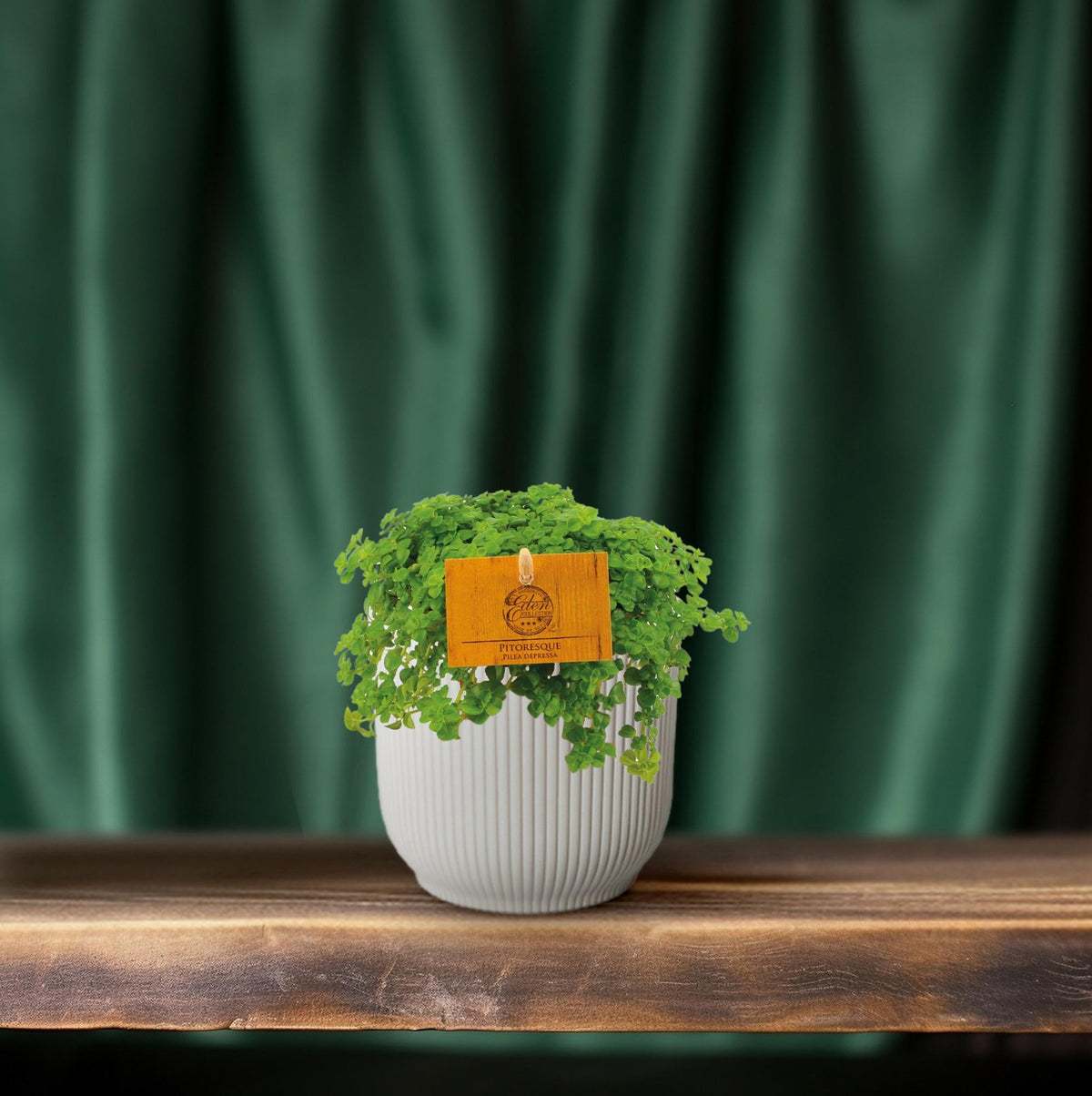 Pilea Depressa – Ø11 cm, 15 cm hoog