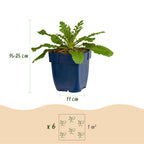 Scabiosa columbaria 'Pink Mist' (Kornblume) – rosa – 3 Pflanzen, Ø 11 cm, 15–25 cm hoch