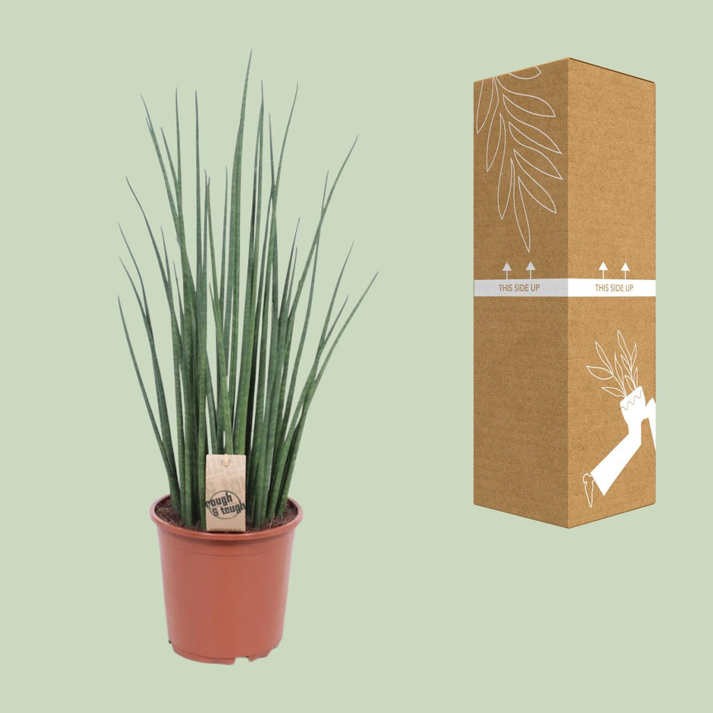 Sansevieria Mikado (svigermors tunge) – Ø19 cm, 70 cm høj