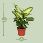 Dieffenbachia Camilla – Ø12 cm, 35 cm hoog