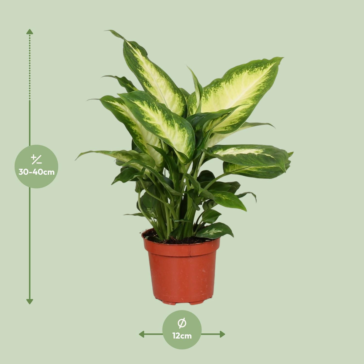 Dieffenbachia Camilla – Ø12 cm, 35 cm hoog