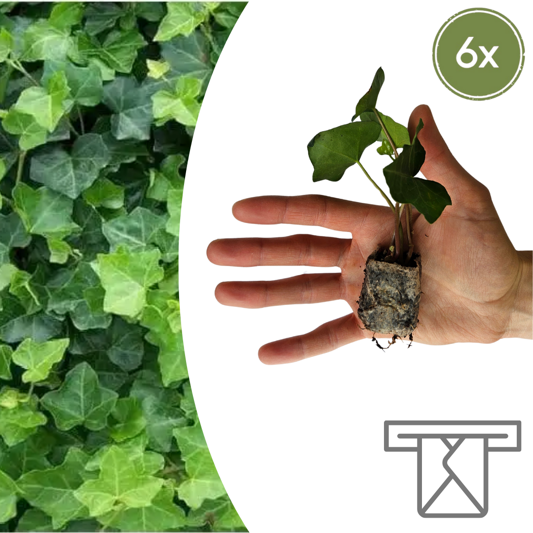 Hedera (klimop)