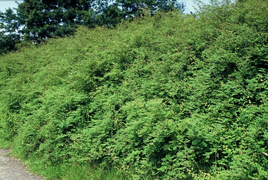 Symphoricarpos ch. 'Hancock' (snowberry) – 12 plants, Ø9 cm, 10–25 cm high – photo 4