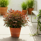 Nandina 'Gulfstream' (Himmlisches Bambus) – orange – Ø 17 cm, 45 cm hoch