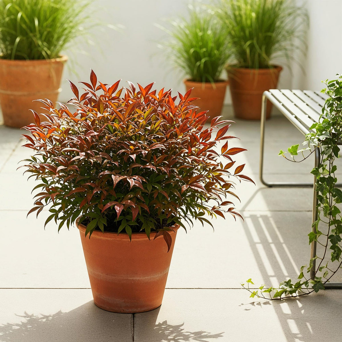 Nandina 'Gulfstream' (Himmlisches Bambus) – orange – Ø 17 cm, 45 cm hoch – Bild 5
