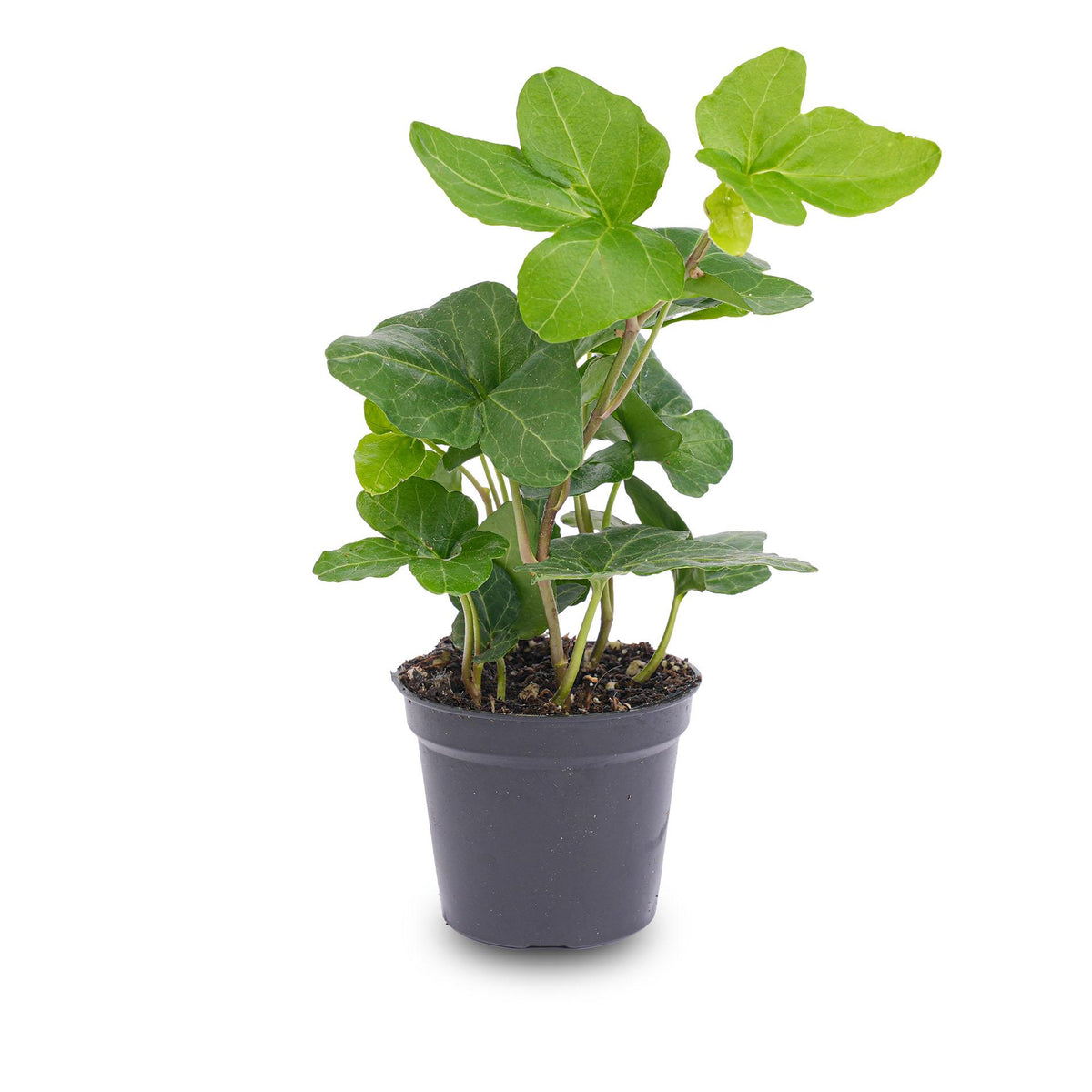 Hedera helix (klimop) – Ø6 cm – foto 2