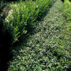 Euonymus fortunei radicans (kardinalskjulder) – 24 planter, Ø9 cm, 10–25 cm høje