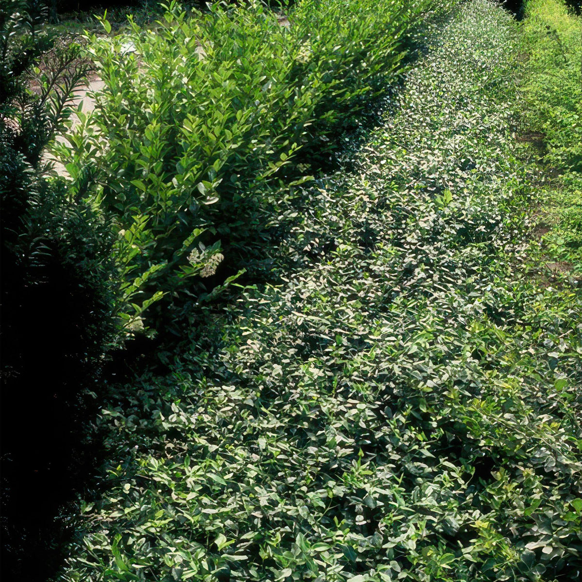 Euonymus fortunei radicans (kardinalskjulder) – 24 planter, Ø9 cm, 10–25 cm høje – billede 6