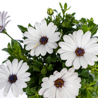 Osteospermum 'Ecklonis Weiß' (African daisy) – 8 plants, Ø12 cm, 20 cm high