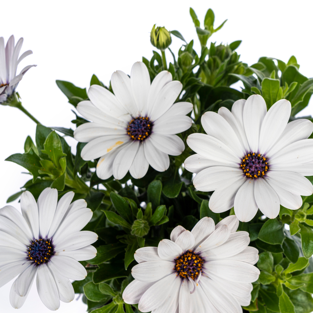 Osteospermum 'Ecklonis Weiß' (African daisy) – 8 plants, Ø12 cm, 20 cm high – photo 3