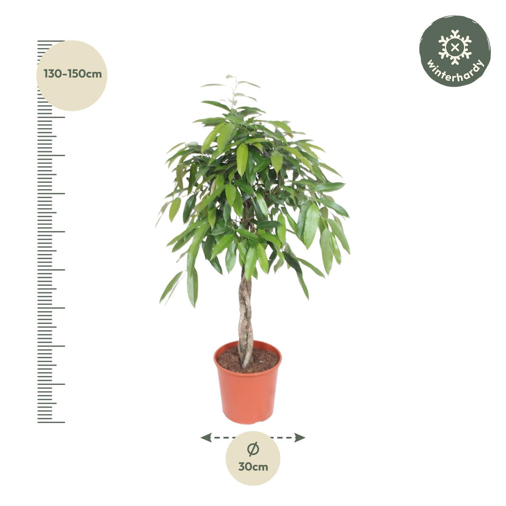 Ficus Amstel King mit geflochtenem Stamm – Ø 27 cm, 130 cm hoch
