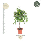 Ficus Amstel King mit geflochtenem Stamm – Ø 27 cm, 130 cm hoch