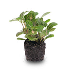Fittonia Joly Josan (Mosaikpflanze) – Ø8 cm