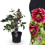 Helleborus orientalis 'Double Ellen Red' (kerstroos) – Ø14 cm, 35 cm hoog