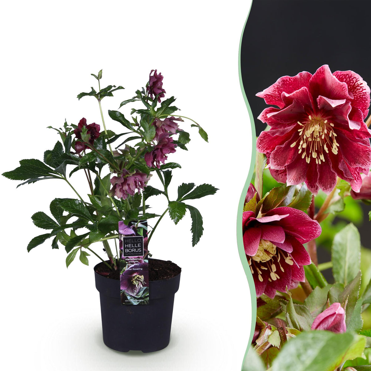 Helleborus orientalis 'Double Ellen Red' (Christrose) – Ø14 cm, 35 cm hoch