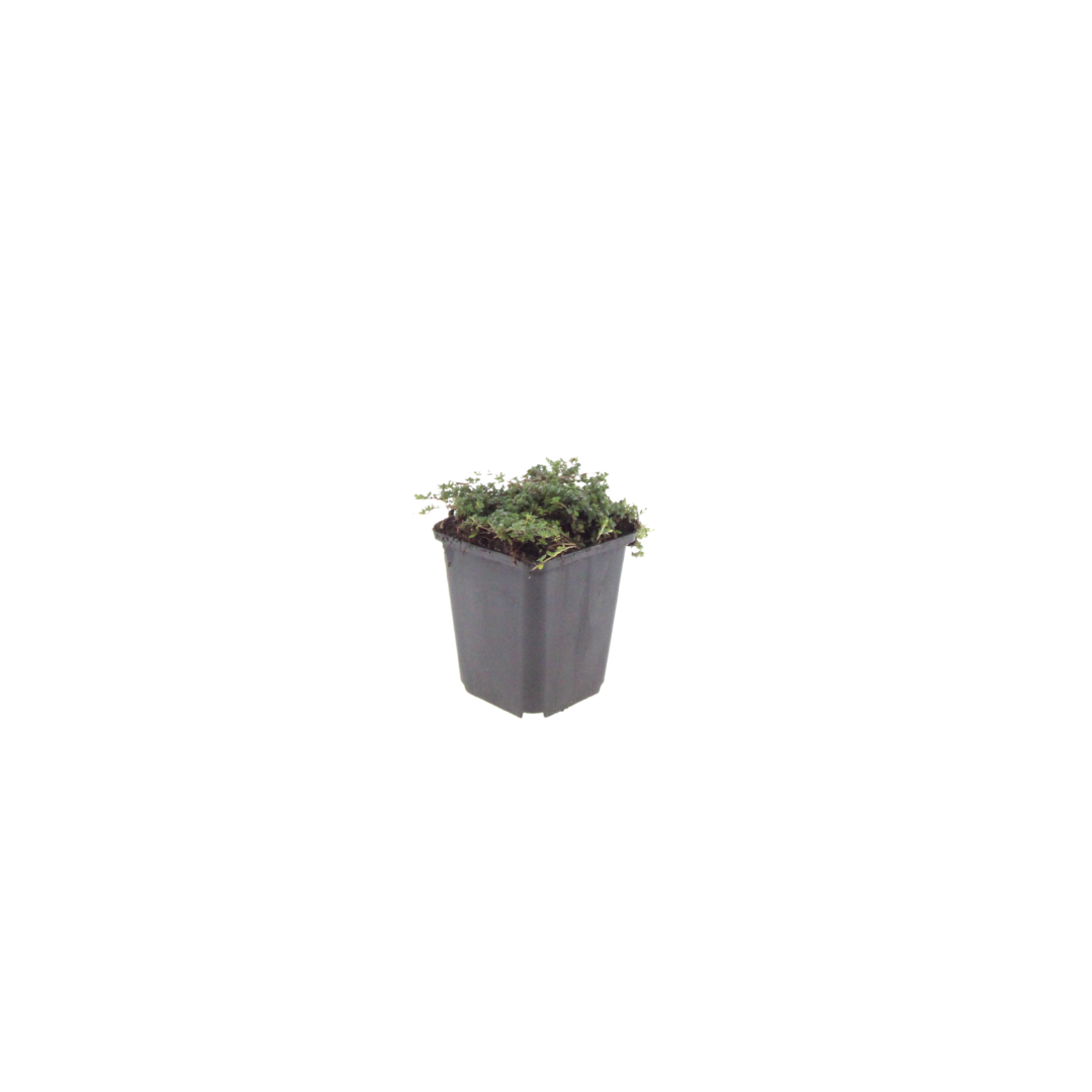 Thymus praecox 'Purple Beauty' (Zitronenzitronenmelisse) – 6 Pflanzen, Ø9 cm, 10–25 cm hoch – Bild 2