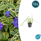 Vinca minor 'Blue And Gold' (bigleaf vinca) – 12 plants, Ø9 cm, 10–25 cm high