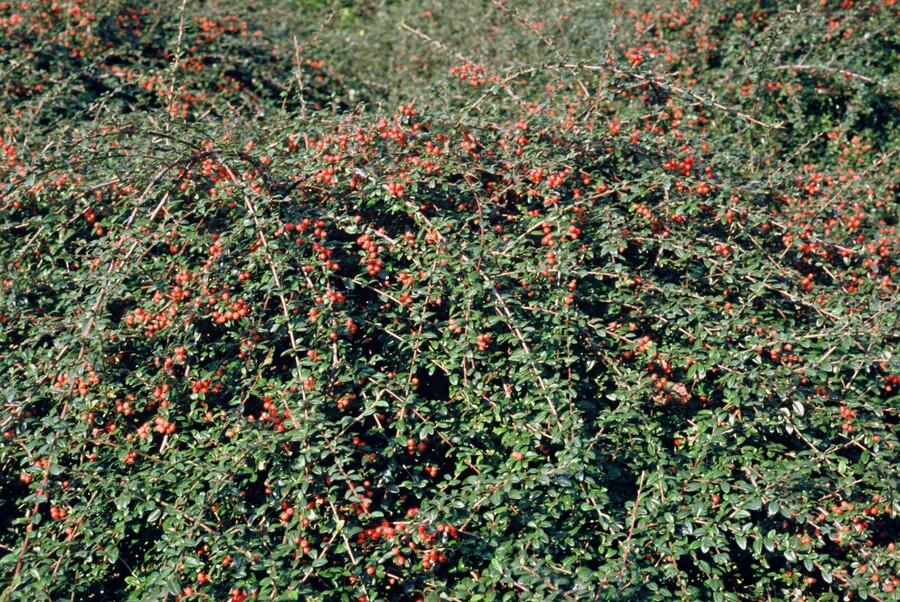 Cotoneaster suec. 'Coral Beauty' (cotoneaster) – 12 plants, Ø9 cm, 10–25 cm high – photo 4