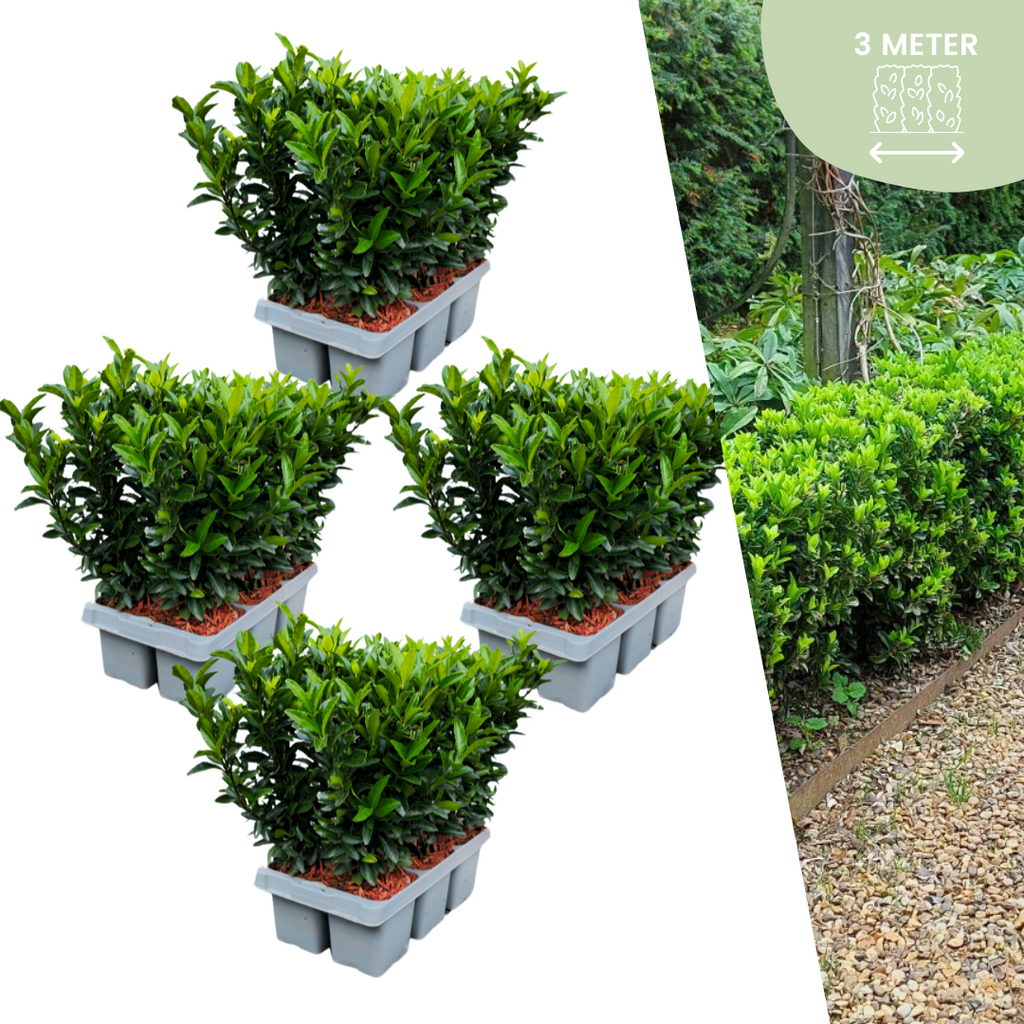 Euonymus 'Green Spire' (burning bush) – 24 plants, Ø7 cm, 15 cm high – art. 37807