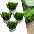 Euonymus 'Green Spire' (burning bush) – 24 plants, Ø7 cm, 15 cm high – art. 37807
