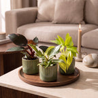 3× Philodendron tricolore bébé incl. olive Linnea – Ø6 cm, 10–15 cm de haut