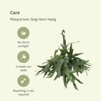 Platycerium Hertshoorn Hang (hertshoornvaren) – Ø21 cm, 50 cm hoog