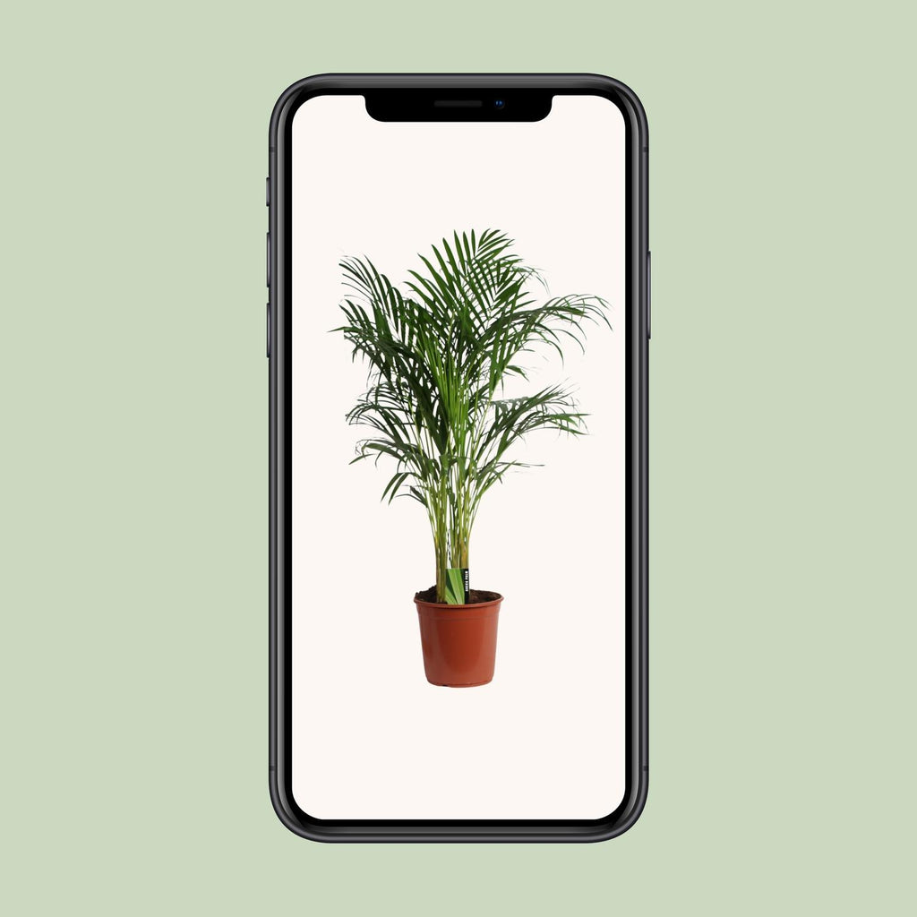 Areca (Dypsis) – Ø 24 cm, 120 cm hoch