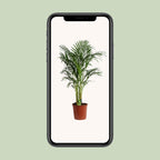 Areca (Dypsis) – Ø 24 cm, 120 cm hoch