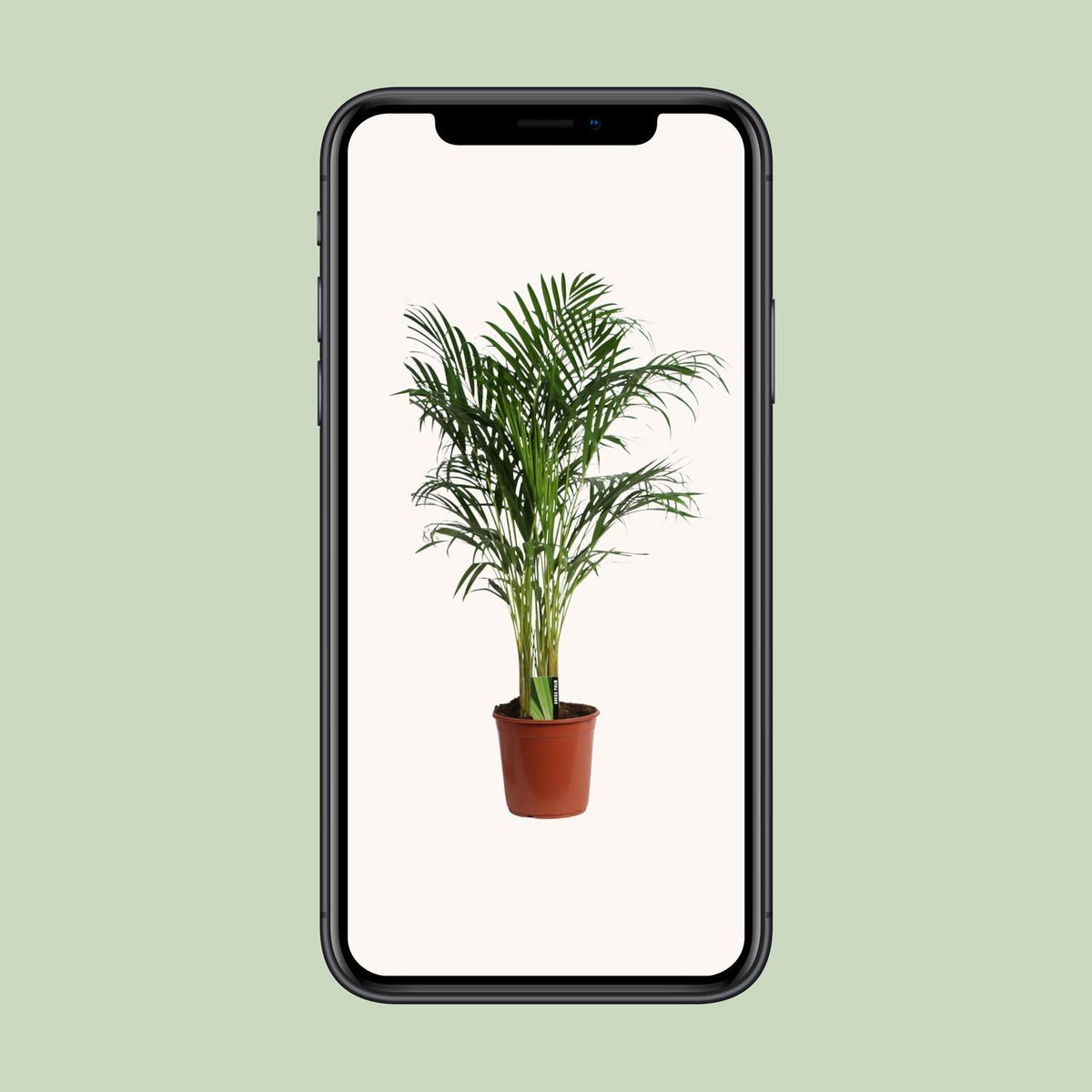 Areca (Dypsis) – Ø 24 cm, 120 cm hoch