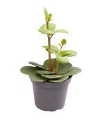 Peperomia Hope – Ø6 cm, 12 cm de haut