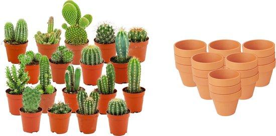 18× Mini Cactus Mix (Cactaceae) – Ø8 cm, 5–10 cm de haut