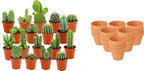 18× Mini Cactus Mix (Cactaceae) – Ø8 cm, 5–10 cm de haut