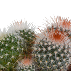3× Bolcactus mix (Cactaceae) in terracotta pot – Ø9 cm, 16 cm hoog