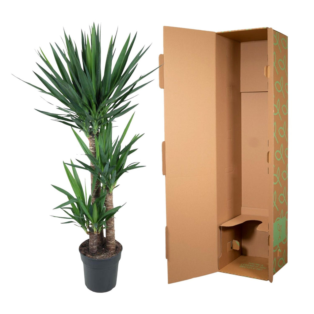 Yucca Elephantipe – Ø24 cm, 150 cm hög