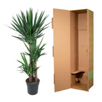 Yucca Elephantipe – Ø24 cm, 150 cm hög