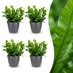 4× Asplenium Crispy Wave (fougère nid d’oiseau) en pot décoratif Potter gris – Ø12 cm, 30 cm de haut