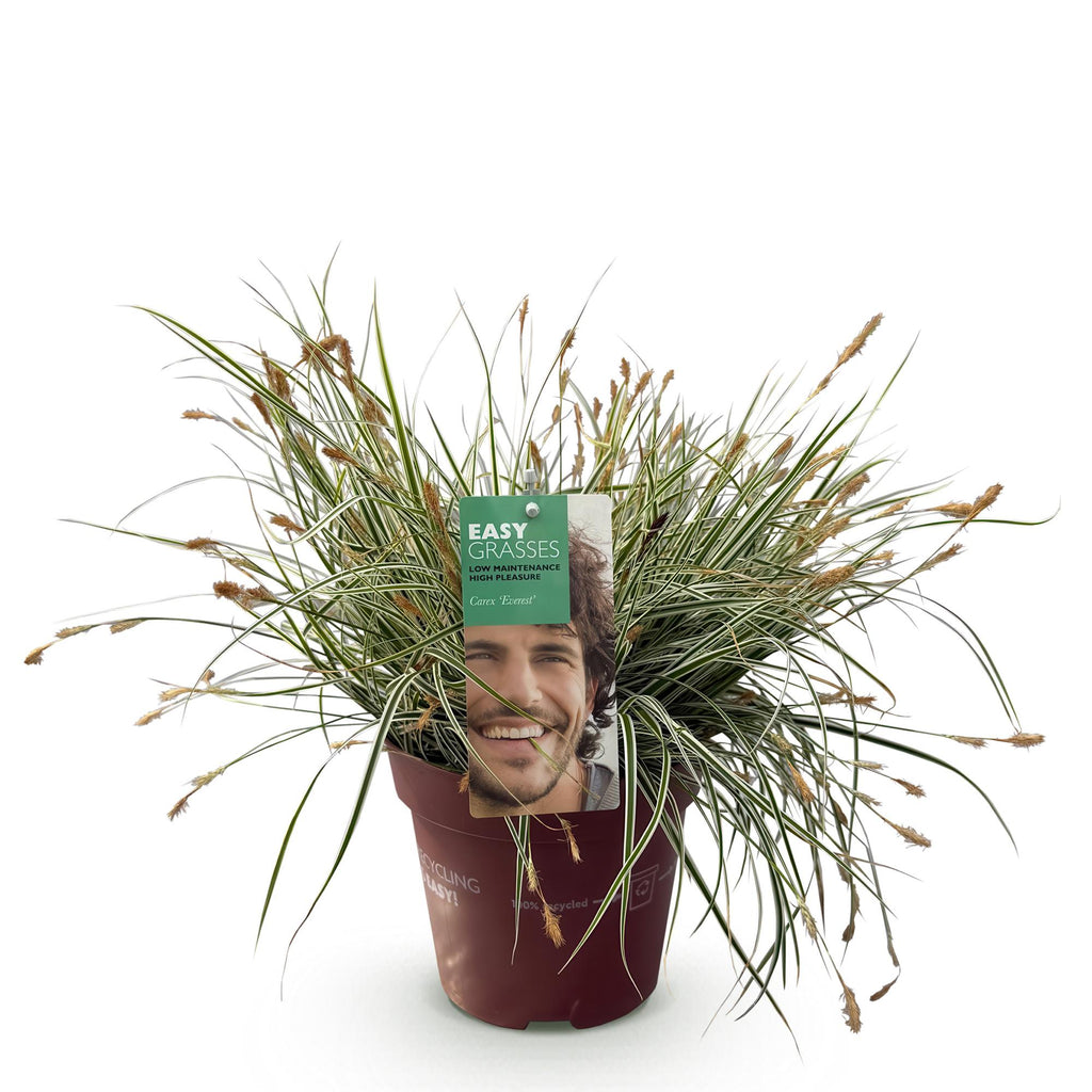 Carex oshimensis 'Everest' (Segge) – Ø 17 cm, 50 cm hoch – Bild 2