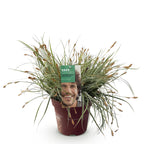 Carex oshimensis 'Everest' (Segge) – Ø 17 cm, 50 cm hoch