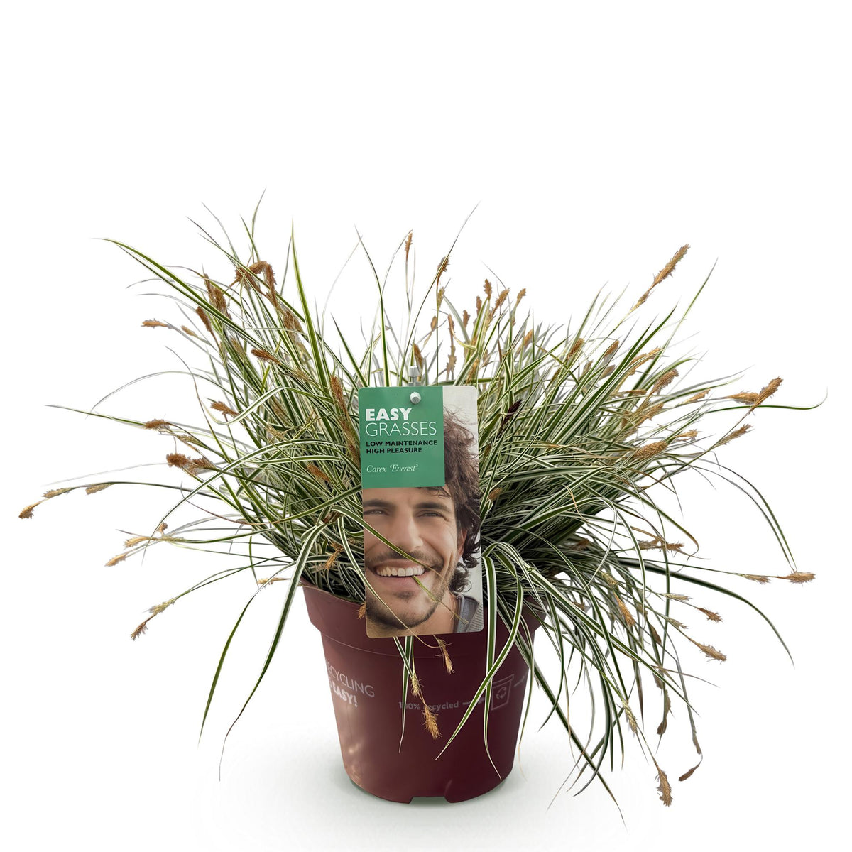 Carex oshimensis 'Everest' (zegge) – Ø17 cm, 50 cm hoog