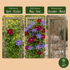 Clematis 'Duo Blue & Red' (grimpette) – bleu-rouge – 2 plantes, Ø9 cm, 35 cm de haut