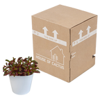 Peperomia graveolens dans un pot blanc – Ø11 cm, 20 cm de haut