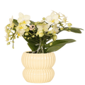 Phalaenopsis 'Botanic' geel (orchidee) in Horizon sierpot geel – Ø9 cm, 22 cm hoog