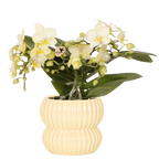 Phalaenopsis 'Botanic' geel (orchidee) in Horizon sierpot geel – Ø9 cm, 22 cm hoog