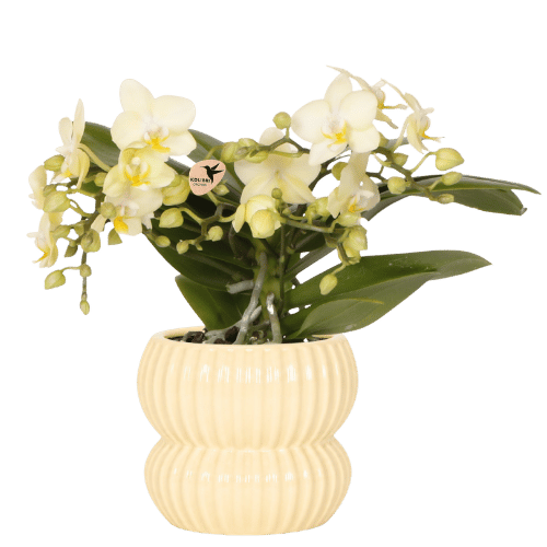 Phalaenopsis 'Botanic' geel (orchidee) in Horizon sierpot geel – Ø9 cm, 22 cm hoog