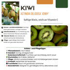 Kiwi-Pflanze (Actinidia) bio – 3 Pflanzen, Ø 13 cm, 20 cm hoch
