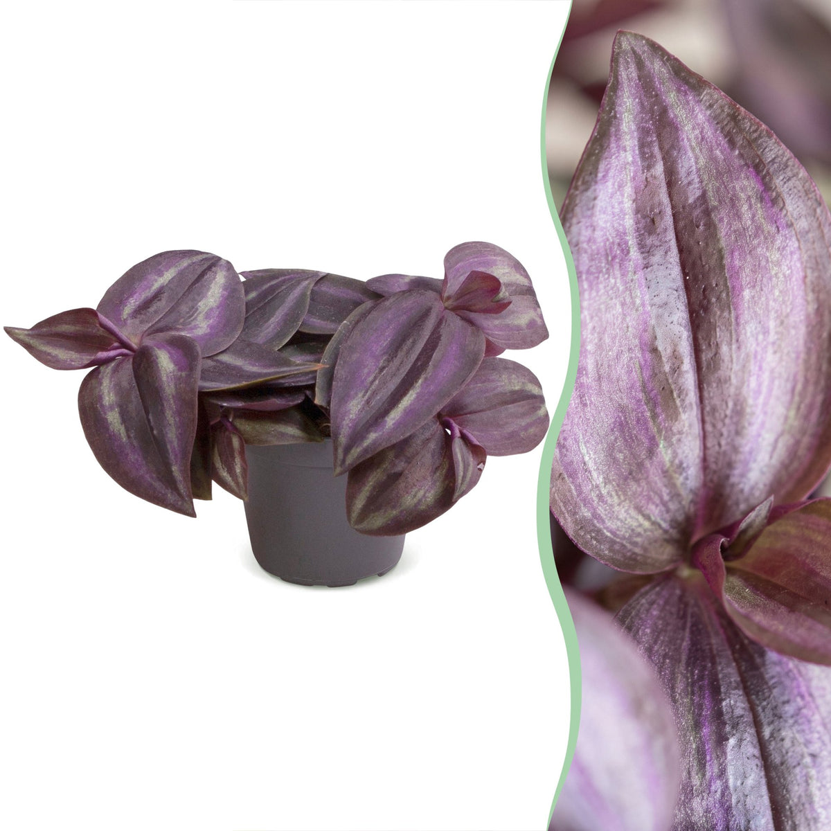 Tradescantia Purple Joy – Ø 6 cm, 5 cm hoch